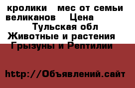 кролики 4 мес,от семьи великанов. › Цена ­ 1 000 - Тульская обл. Животные и растения » Грызуны и Рептилии   